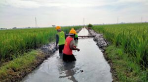Antisipasi Banjir, Pemdes Srimahi Gotong Royong Bersihkan Saluran Air